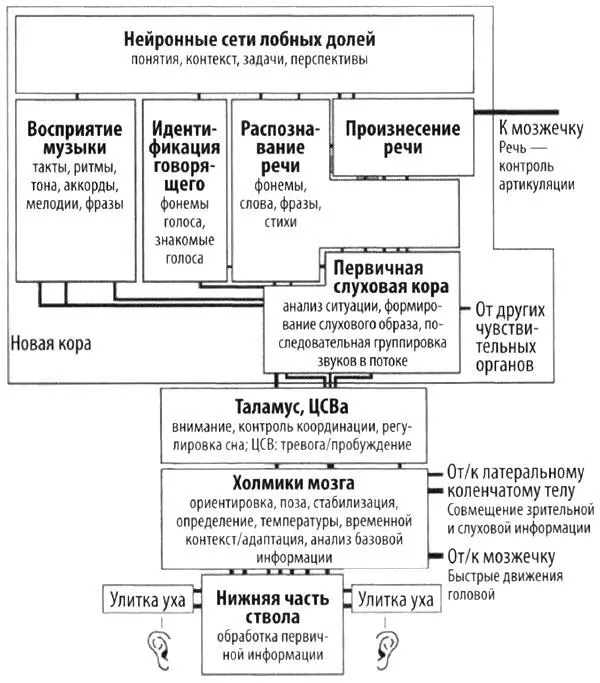 Упрощенная схема обработки слуховой информации в подкорке и новой коре модель - фото 32