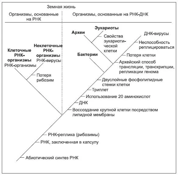 Переработанная нами версия древа жизни которая включает вирусы и вымершие - фото 4