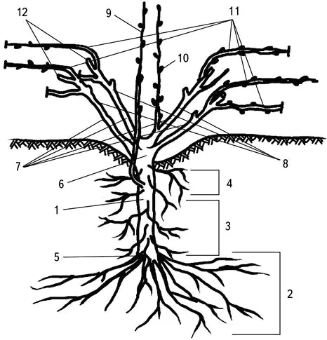Рис 1 Строение виноградного куста 1 подземный штамб 2 пяточные корни 3 - фото 6