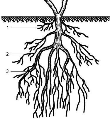 Рис 2 Строение корня 1 верхние корни росособиратели 2 боковые или - фото 8