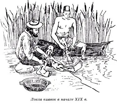 Медицинские пиявки обладают одной интересной особенностью Они чутко реагируют - фото 25