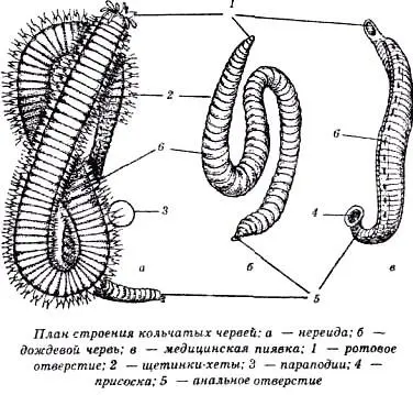 Кроме того обнаружить жертву догнать ее и закрепиться на ней невероятно - фото 28
