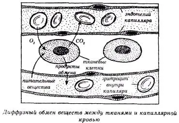 Сегодня ученые объясняют данное явление на основе биохимического механизма - фото 32