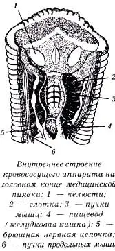 Также пиявки помогают при таких воспалительных процессах когда серьезно - фото 34