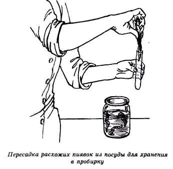Здоровые пиявки могут быть непригодными для лечения Обычно это относится к - фото 40