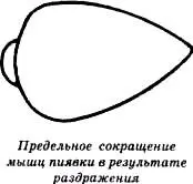 Медицина не располагает большим фактическим материалом по поводу осложнений - фото 41
