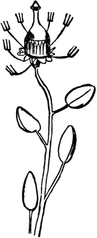 Bottlephorkia Spoonifolia Бутылевилкия Ложколистая Smalltoothcombia - фото 176