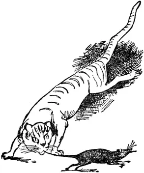 C C was a cat Who ran after a rat But his courage did fail When she seized - фото 190