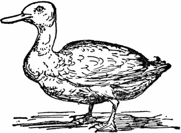 D D was a duck With spots on his back Who lived in the water And always - фото 191
