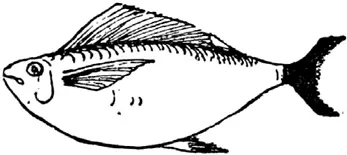 F F was a fish Who was caught in a net But he got out again And is quite - фото 193