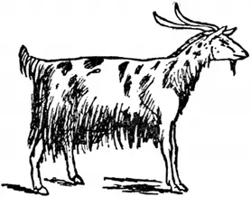 G G was a goat Who was spotted with brown When he did not lie still He - фото 194