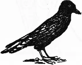 J J was a jackdaw Who hopped up and down In the principal street Of a - фото 197