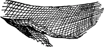 N N was a net Which was thrown in the sea To catch fish for dinner For you - фото 201