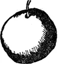 O O was an orange So yellow and round When it fell off the tree It fell - фото 202