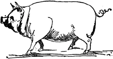 P P was a pig Who was not very big But his tail was too curly And that - фото 203