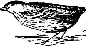 Q Q was a quail With a very short tail And he fed upon corn In the evening - фото 204