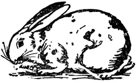 R R was a rabbit Who had a bad habit Of eating the flowers In gardens and - фото 205