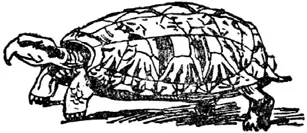 T T was a tortoise All yellow and black He walked slowly away And he - фото 207
