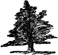 Y Y was a yew Which flourished and grew By a quiet abode Near the side of - фото 212