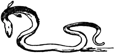 E E was once a little eel Eely Weely Peely Eely Twirly tweely Little - фото 218
