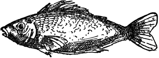 F F was once a little fish Fishy Wishy Squishy Fishy In a dishy Little - фото 219
