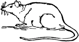 M M was once a little mouse Mousy Bousy Sousy Mousy In the housy - фото 226