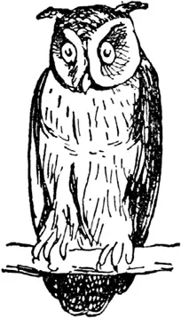 O O was once a little owl Owly Prowly Howly Owly Browny fowly Little - фото 228