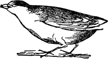 Q Q was once a little quail Quaily Faily Daily Quaily Stumpytaily - фото 230