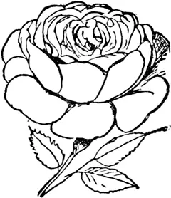 R R was once a little rose Rosy Posy Nosy Rosy Blowsy growsy Little - фото 231
