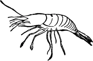 S S was once a little shrimp Shrimpy Nimpy Flimpy Shrimpy Jumpy jimpy - фото 232