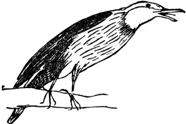 T T was once a little thrush Thrushy Hushy Bushy Thrushy Flitty flushy - фото 233