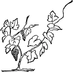 V V was once a little vine Viny Winy Twiny Viny Twistytwiny Little - фото 235