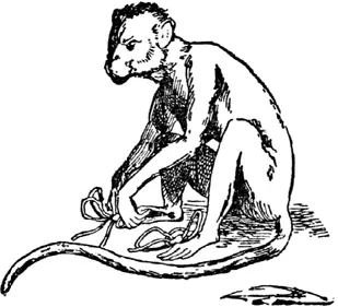 A A was an ape Who stole some white tape And tied up his toes In four - фото 240