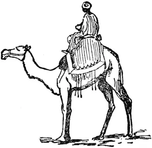 C C was a camel You rode on his hump And if you fell off You came down - фото 242