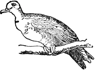 D D was a dove Who lived in a wood With such pretty soft wings And so - фото 243