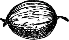 G G was a gooseberry Perfectly red To be made into jam And eaten with - фото 246