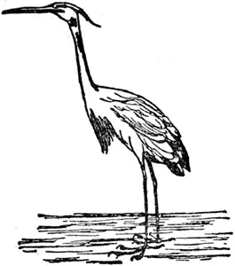 H H was a heron Who stood in a stream The length of his neck And his legs - фото 247