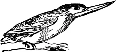 K K was a kingfisher Quickly he flew So bright and so pretty Green - фото 250