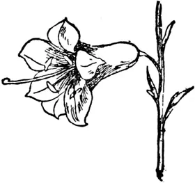 L L was a lily So white and so sweet To see it and smell it Was quite a - фото 251