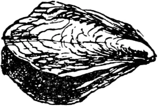 O O was an oyster Who lived in his shell If you let him alone He felt - фото 254