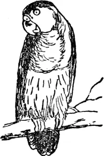 P P was a polly All red blue and green The most beautiful polly That - фото 255