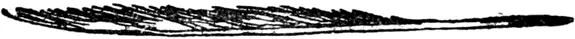 Q Q was a quill Made into a pen But I do not know where And I cannot say - фото 256