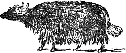 Y Y was a yak From the land of Thibet Except his white tail He was all - фото 264