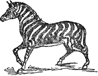 Z Z was a zebra All striped white and black And if he were tame You - фото 265