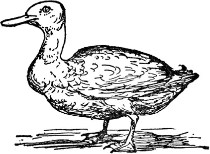 D D was Papas white Duck Who had a curly tail One day it ate a great fat - фото 427