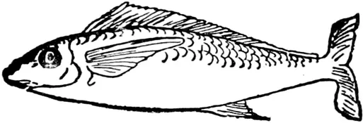 F F was a little Fish Cook in the river took it Papa said Cook Cook - фото 429