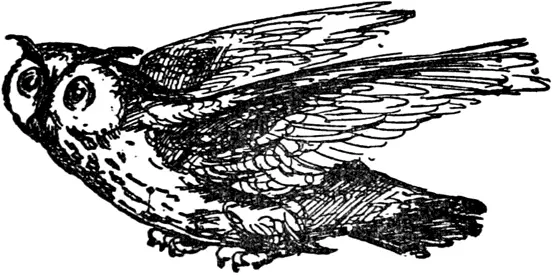 O O was an Owl who flew All in the dark away Papa said What an owl you - фото 438