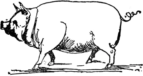 P P was a little Pig Went out to take a walk Papa he said If Piggy dead - фото 439