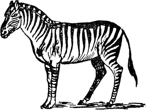 Z Z was a Zebra striped And streaked with lines of black Papa said once he - фото 449