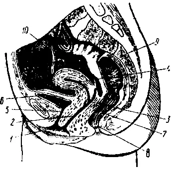 Рис 1 Тазовые органы женщины в разрезе 1вход во влагалище 2влагалище - фото 2